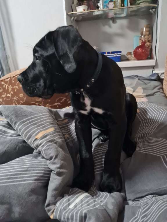 Собаки в Брянске: Жду хозяина и друга! Мальчик, 30 000 руб. - фото 3