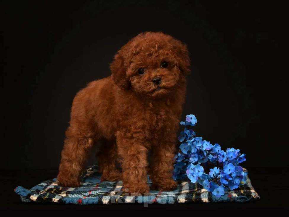 Собаки в других городах Московской области: Щенок мальчик Тедди Пудель Мальчик, 150 000 руб. - фото 1