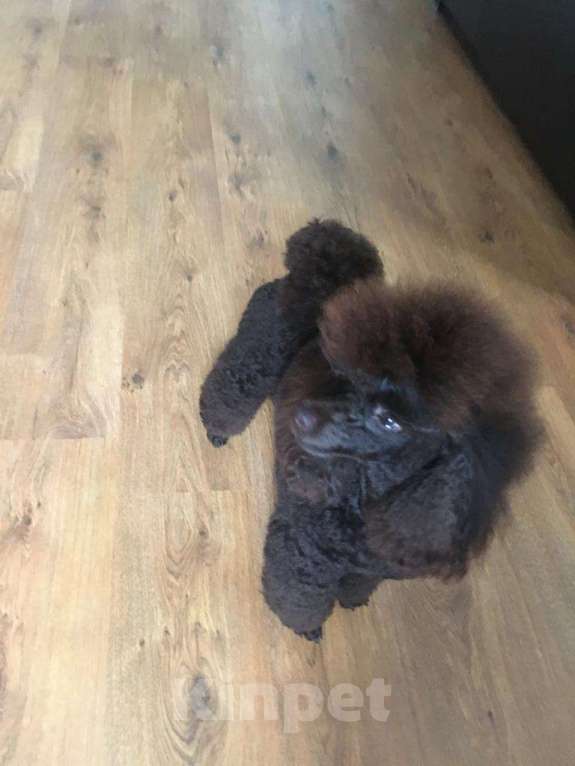 Собаки в Воронеже: Вязка с  коричневым миниатюрным (29см) пуделем Мальчик, 20 000 руб. - фото 4