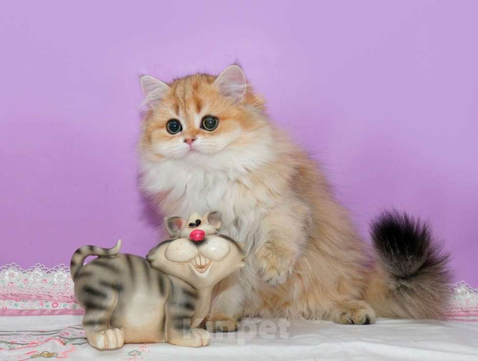 Кошки в Рыбинске: Буковка Девочка, 30 000 руб. - фото 1