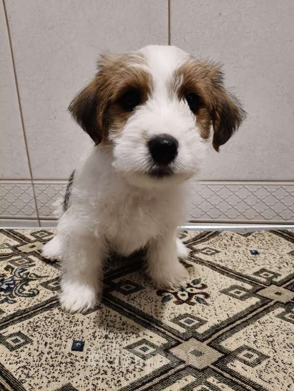 Собаки в Москве: Высокопородные щенки джек рассел терьера Мальчик, Бесплатно - фото 7