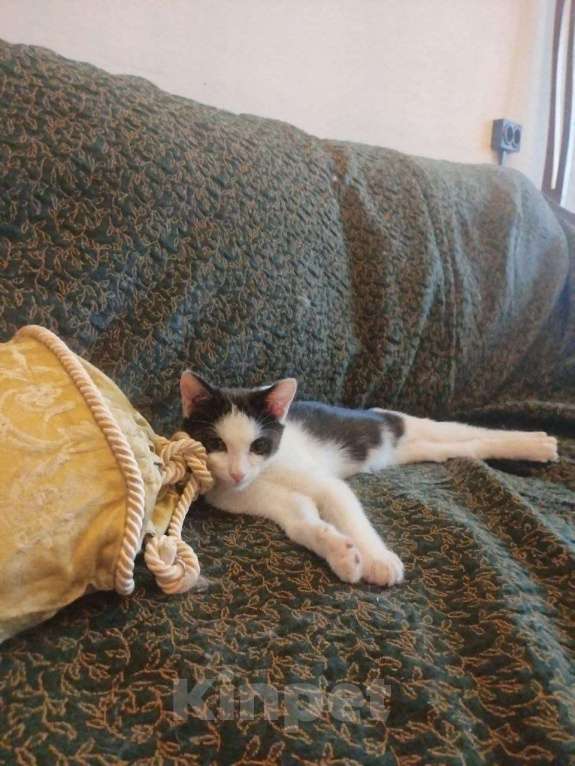 Кошки в Москве: Котенок девочка в добрые руки Девочка, Бесплатно - фото 3