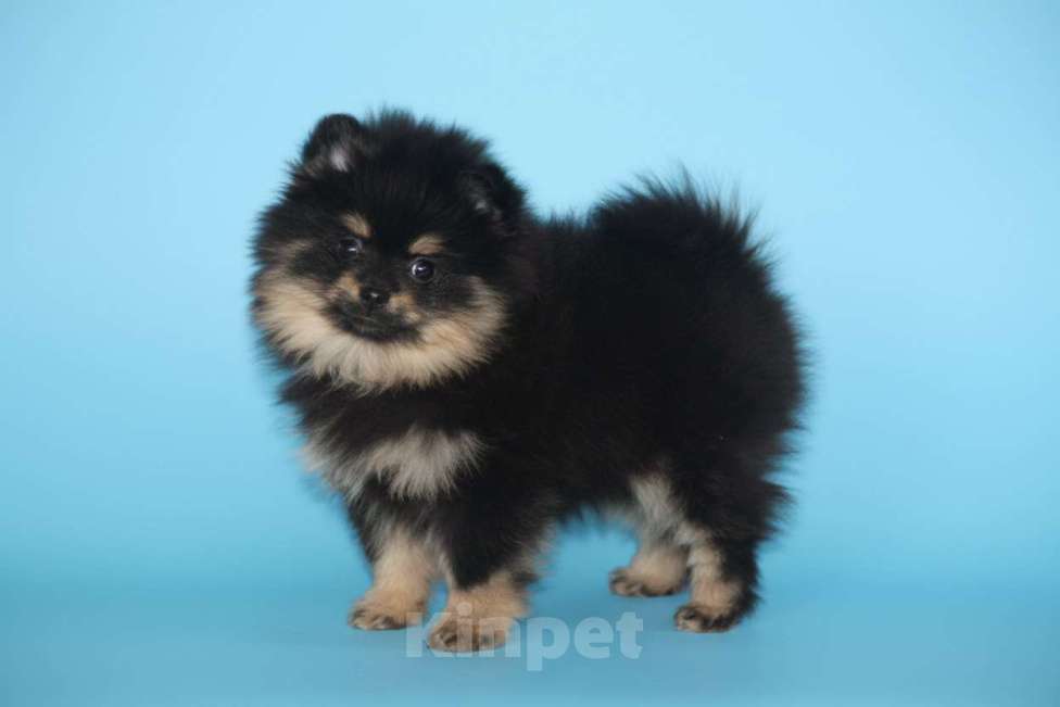 Собаки в Раменском: Девочка шпица Девочка, 60 000 руб. - фото 1