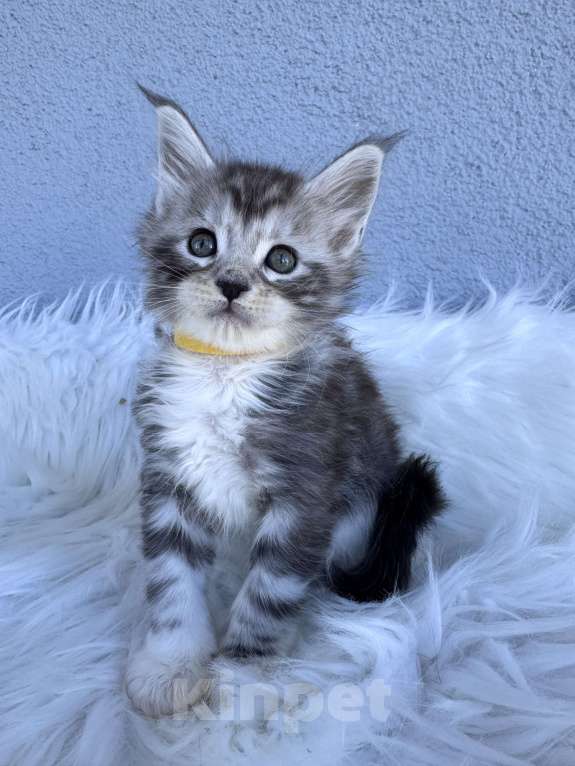 Кошки в Кудрово: Котенок мейн-кун, мальчик , шейдед линия Мальчик, Бесплатно - фото 6