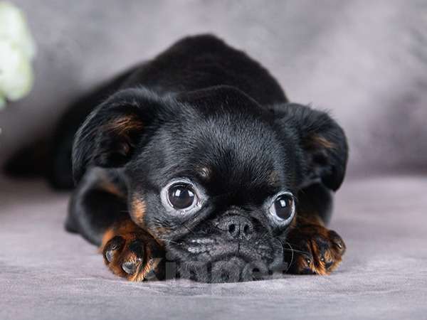 Собаки в Мытищах: Девочка миниатюрная Девочка, 70 000 руб. - фото 1