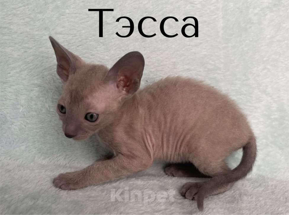 Кошки в Балашихе: Кошечка голубая минковая из московского питомника  Девочка, 70 000 руб. - фото 1