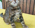 Кошки в Москве: Бенгальстке котята с документами. Мальчик, 55 000 руб. - фото 1