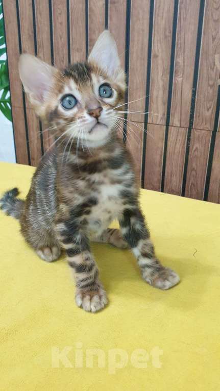 Кошки в Москве: Бенгальстке котята с документами. Мальчик, 55 000 руб. - фото 1