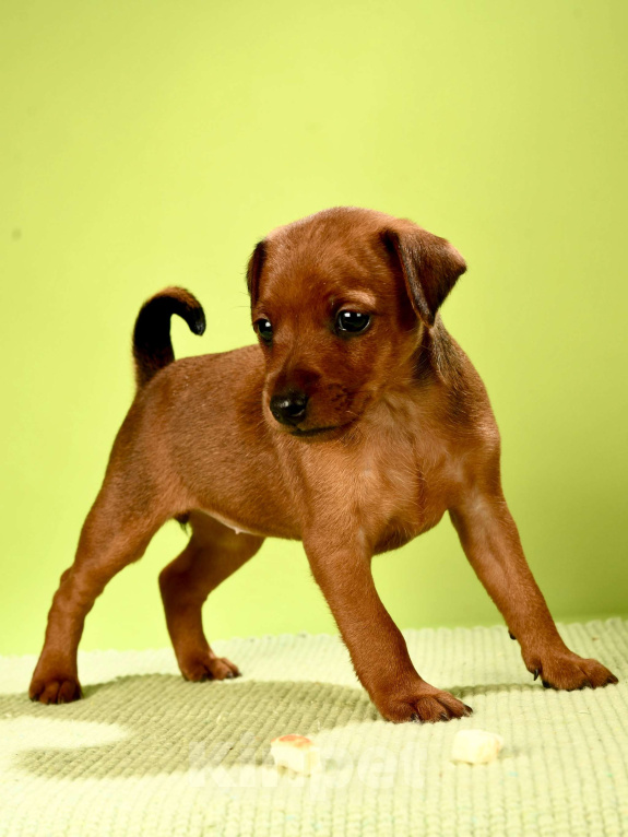 Собаки в Москве: Сука цвергпинчера Девочка, 50 000 руб. - фото 3