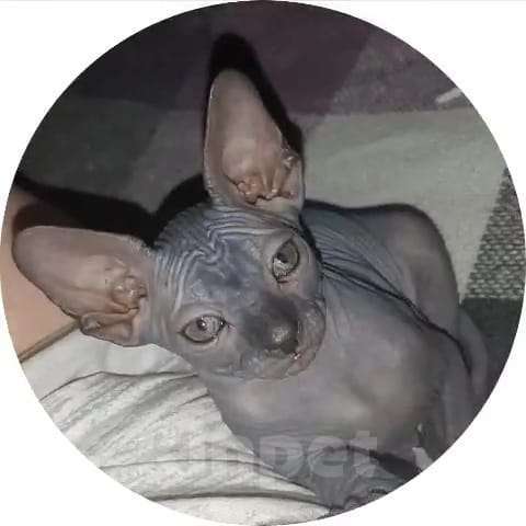 Кошки в Томске: Котик  Мальчик, 6 000 руб. - фото 2