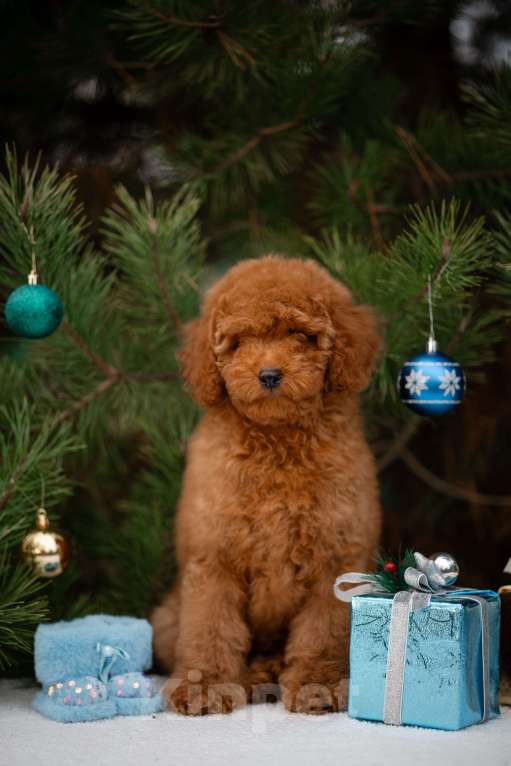 Собаки в других городах Краснодарского края: Щенок той пуделя Мальчик, 80 000 руб. - фото 2