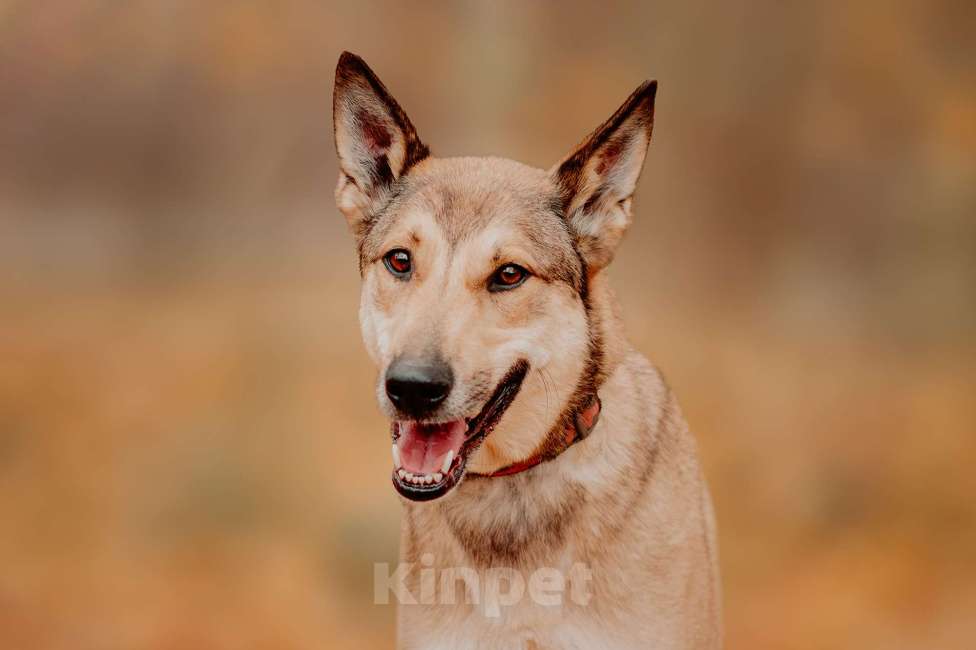 Собаки в Москве: Платон — собака, чья любовь стоит доверия Мальчик, Бесплатно - фото 9