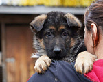 Собаки в Москве: Немецкая овчарка щенок Мальчик, 50 000 руб. - фото 1