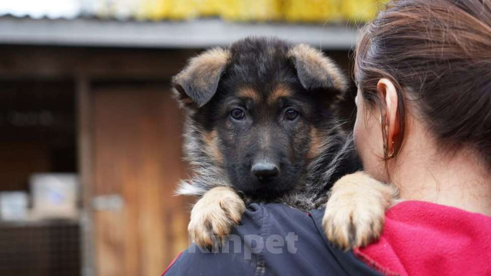 Собаки в Москве: Немецкая овчарка щенок Мальчик, 50 000 руб. - фото 1