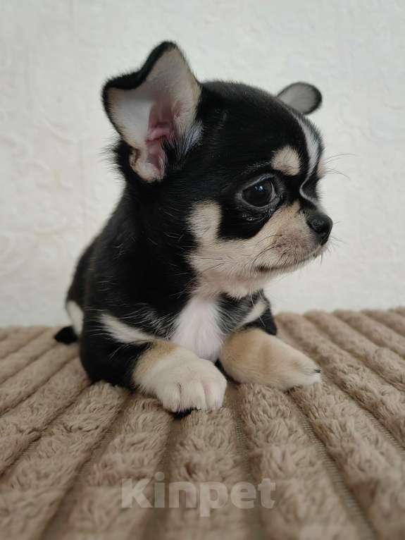 Собаки в Краснодаре: Чихуахуа Мальчик, 35 000 руб. - фото 7