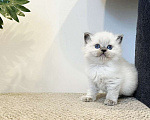 Кошки в Перми: Рэгдолл выслкопородная малышка Девочка, 80 000 руб. - фото 3
