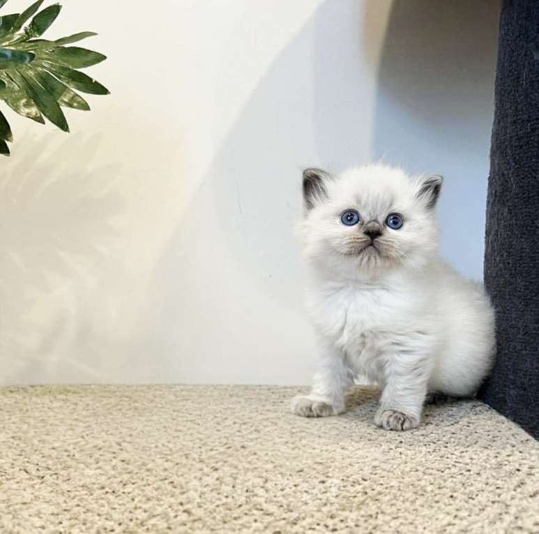 Кошки в Перми: Рэгдолл выслкопородная малышка Девочка, 80 000 руб. - фото 3