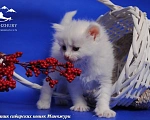 Кошки в Воронеже: Егоза Манчжури Девочка, 55 000 руб. - фото 2