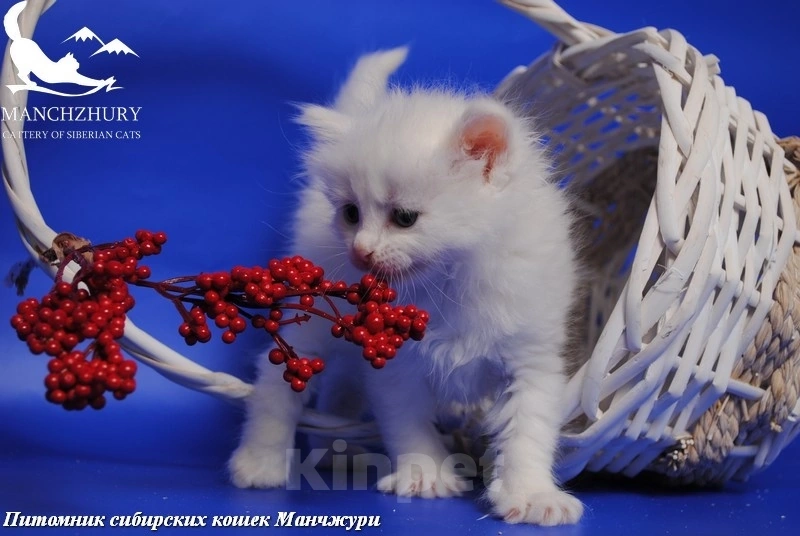 Кошки в Воронеже: Егоза Манчжури Девочка, 55 000 руб. - фото 2
