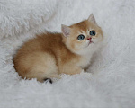 Кошки в Волгодонске: Котёнок Британский Девочка, 10 000 руб. - фото 1