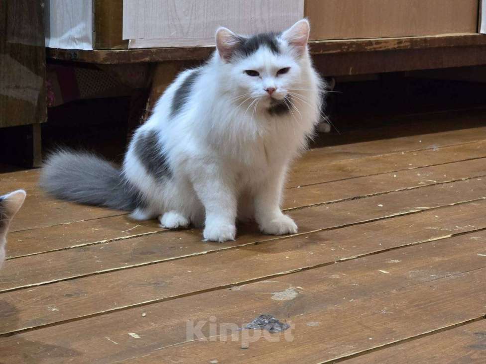 Кошки в Коломне: Кошка и котята ищут семью Девочка, Бесплатно - фото 3