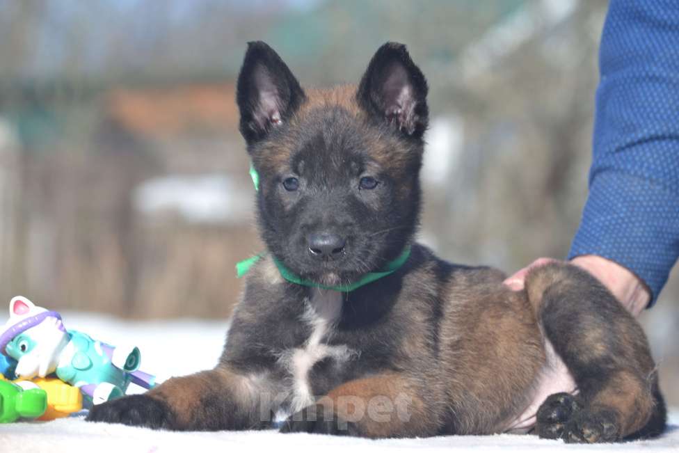 Собаки в Москве: Щенки Малинуа Разнополые, Бесплатно - фото 4