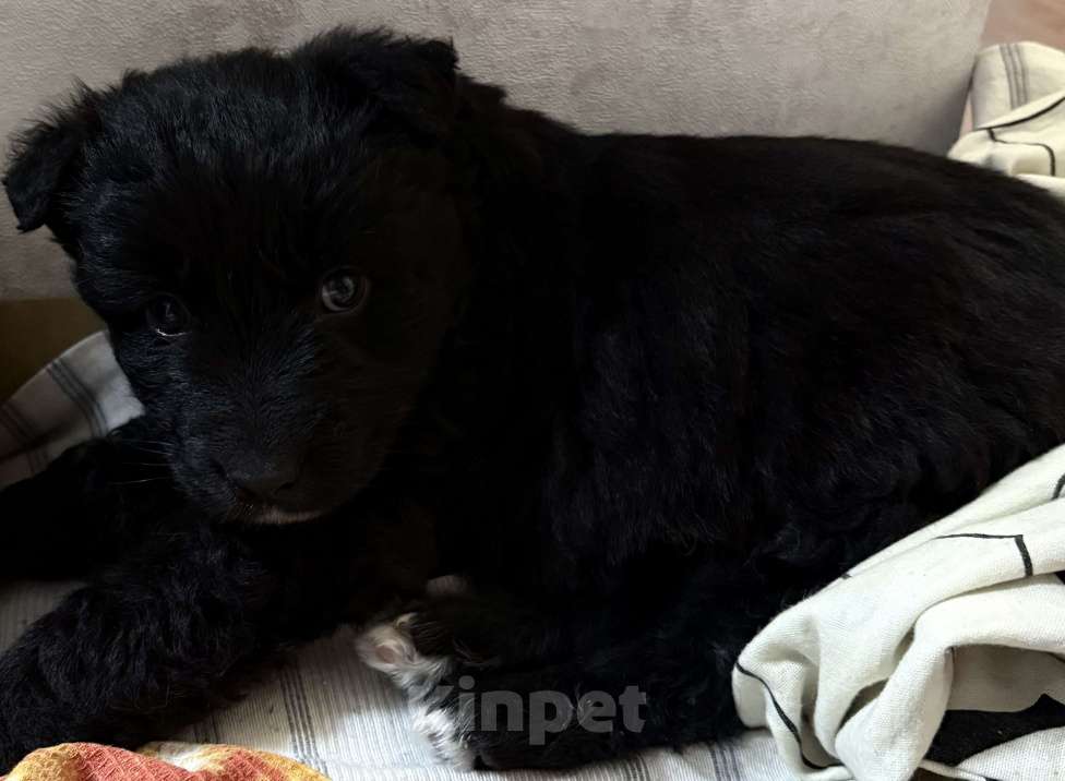 Собаки в Челябинске: Щенки в добрые руки Девочка, Бесплатно - фото 2