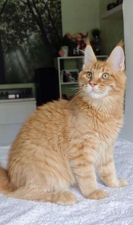 Кошки в Чайковском: Мальчик Мейн кун Каспер 😻 MCO окрас-d23 (красный тигровый) Мальчик, 45 000 руб. - фото 4