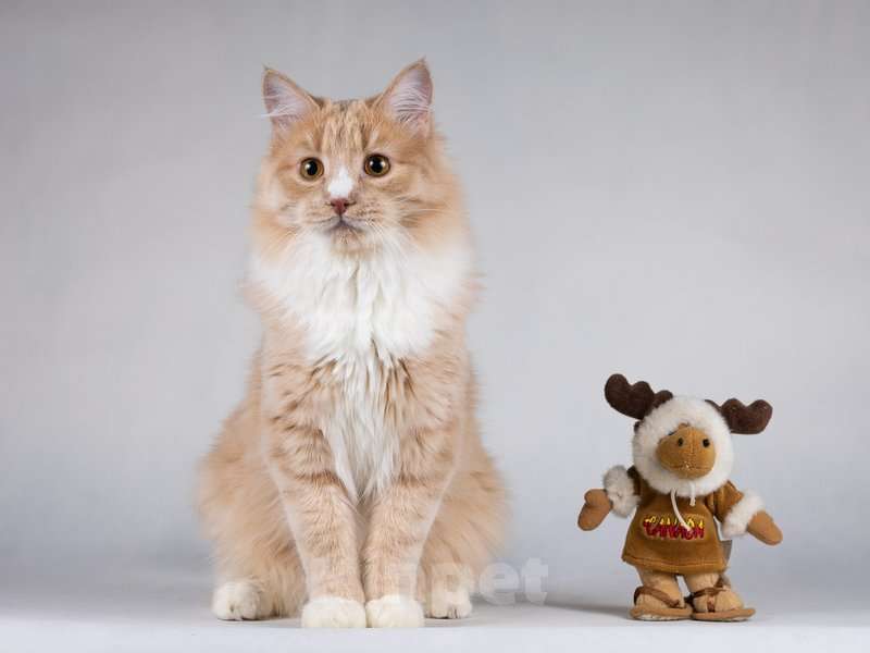 Кошки в Москве: Мурчик - самый ласковый, дружелюбный и контактный котик.  Мальчик, Бесплатно - фото 2