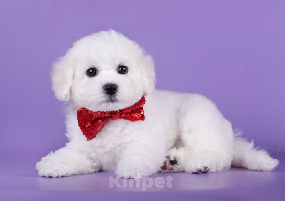 Собаки в Нижнем Новгороде: Милашки девочки из питомника Бишон Фризе Девочка, Бесплатно - фото 2