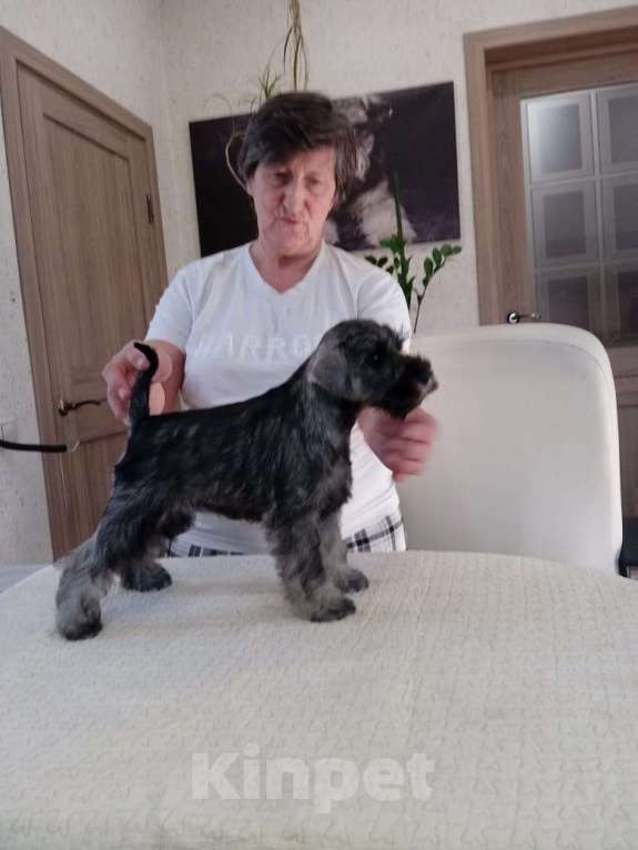 Собаки в Москве: Отличный по всем качествам и уверенный по характеру цвергшнауцеренок Мальчик, 75 000 руб. - фото 3