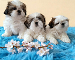 Собаки в Новороссийске: Щенки ши-тцу Мальчик, 70 000 руб. - фото 2