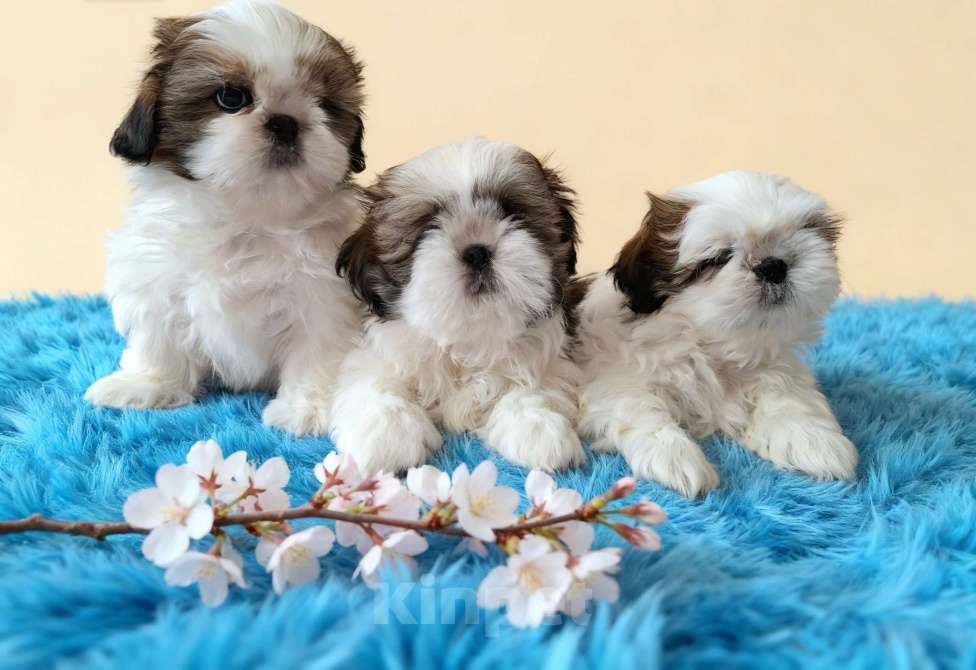 Собаки в Новороссийске: Щенки ши-тцу Мальчик, 70 000 руб. - фото 2