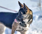 Собаки в Москве: Молодая собака Найда, очень добрая, умная девочка в добрые руки Девочка, 10 руб. - фото 3