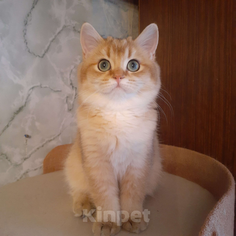 Кошки в Москве: Шотландская золотая девочка  Девочка, 10 000 руб. - фото 2