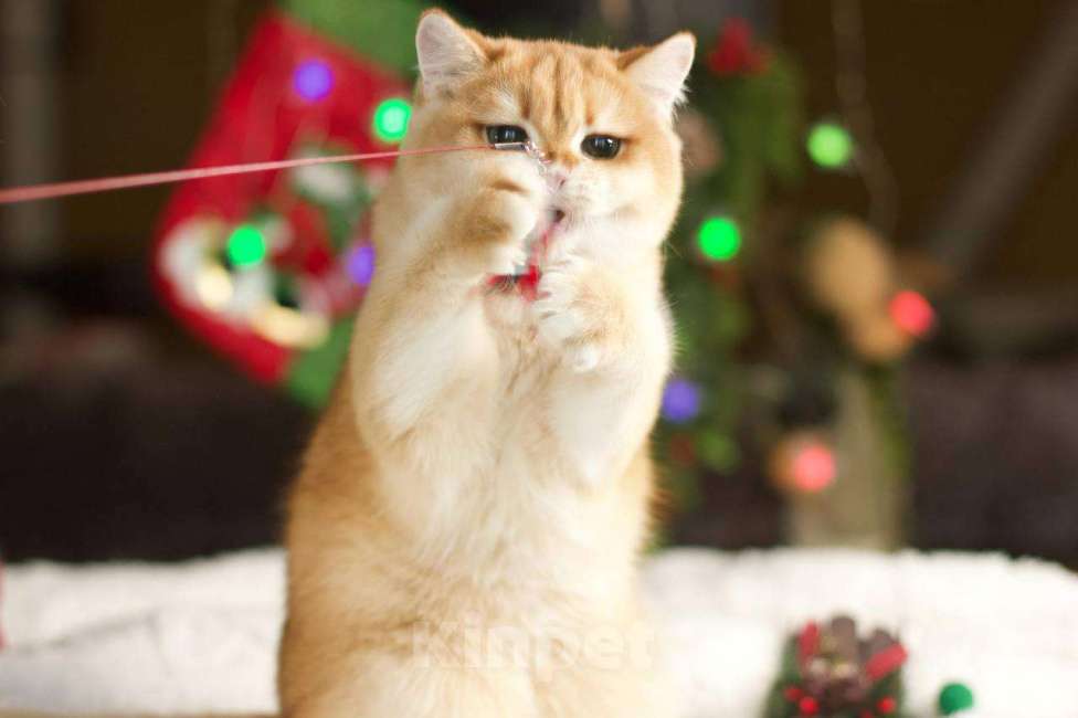 Кошки в Москве: Британский котенок Петунья Девочка, 70 000 руб. - фото 4