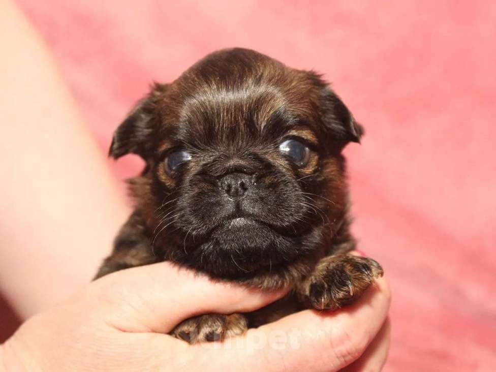 Собаки в Санкт-Петербурге: Маленькая разбойница Девочка, 80 000 руб. - фото 1