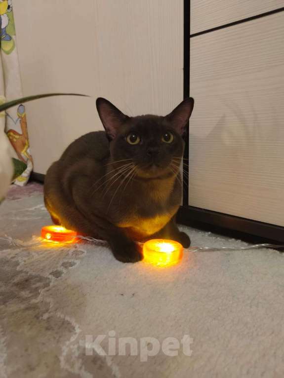 Кошки в Лыткарино: Бурманские котятки Девочка, 20 000 руб. - фото 6