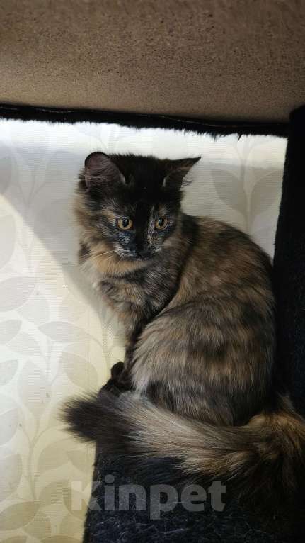 Кошки в Москве: Котята в добрые руки  Девочка, Бесплатно - фото 2