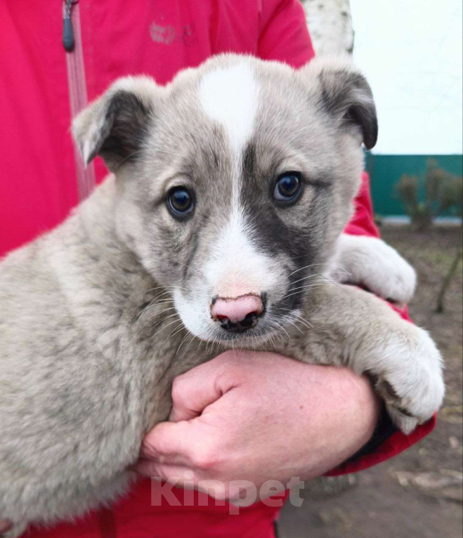 Собаки в Москве: Найденыш-бездомыш Девочка, Бесплатно - фото 3