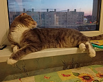 Кошки в других городах Ленинградской области: Отдам в добрые руки кота Мальчик, 50 руб. - фото 7