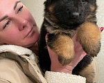 Собаки в Бронницах: Щенок немецкой длинношерстной овчарки Девочка, 80 000 руб. - фото 2