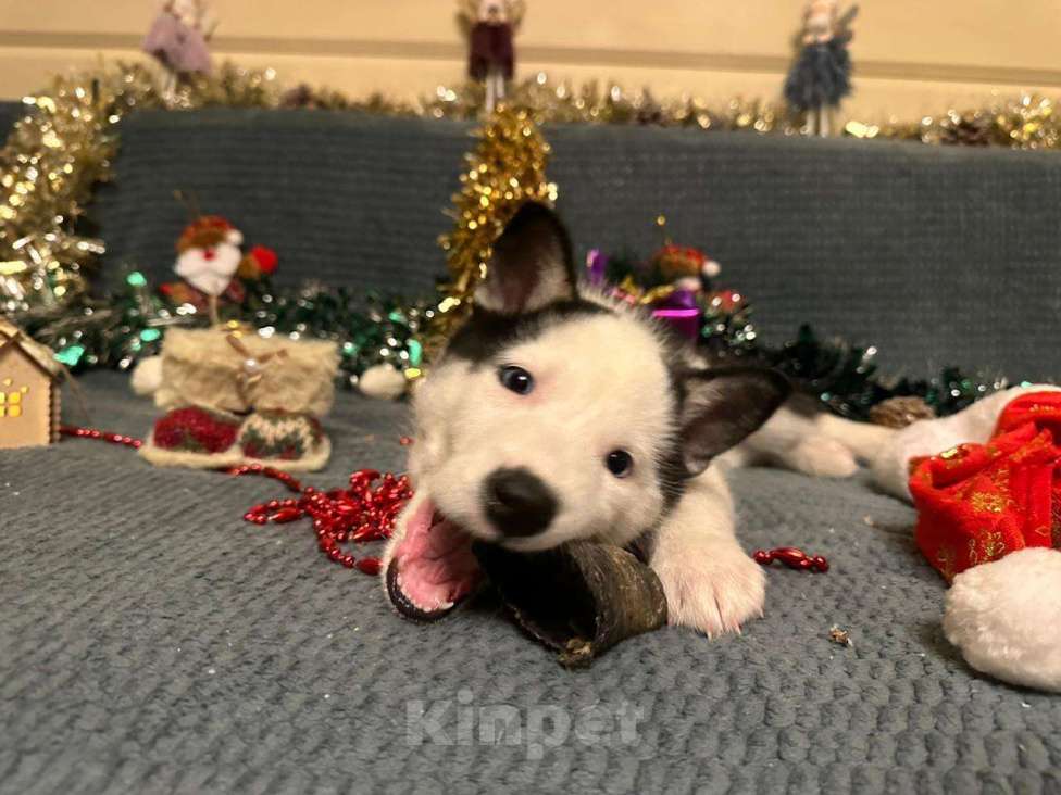 Собаки в Лосином-Петровском: Орфей якутята ппбж Мальчик, Бесплатно - фото 10