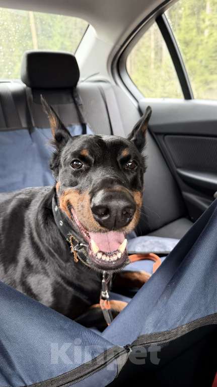 Собаки в других городах Московской области: Смоки ищет семью! Мальчик, Бесплатно - фото 7