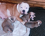 Собаки в Москве: Мальчики и девочки американский булли. Разнополые, 70 000 руб. - фото 4