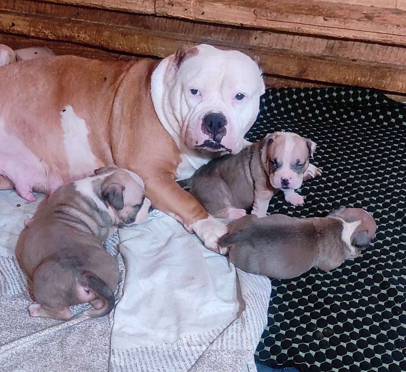 Собаки в Москве: Мальчики и девочки американский булли. Разнополые, 70 000 руб. - фото 4