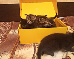Кошки в Нижнем Тагиле: 🐱 Котята от Британской кошки 🐱 Мальчик, Бесплатно - фото 5