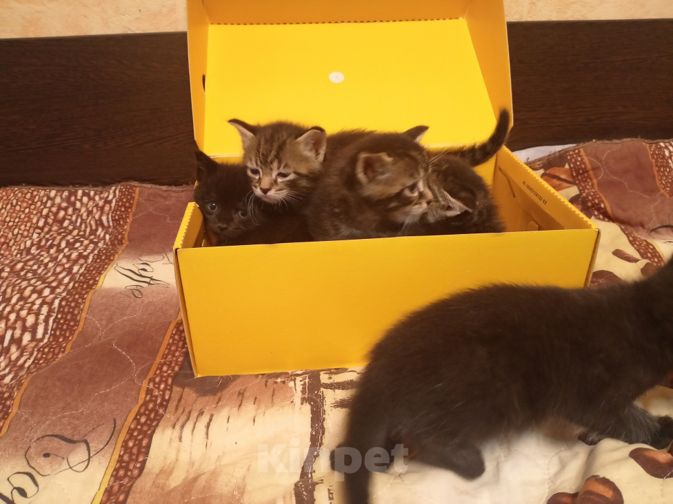 Кошки в Нижнем Тагиле: 🐱 Котята от Британской кошки 🐱 Мальчик, Бесплатно - фото 5