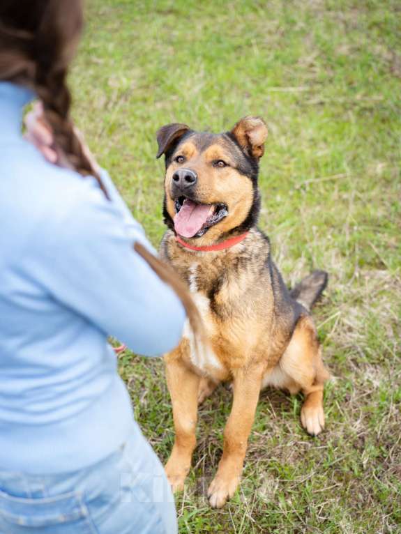 Собаки в Москве: Добрый, жизнерадостный пёс-компаньон Мальчик, Бесплатно - фото 6