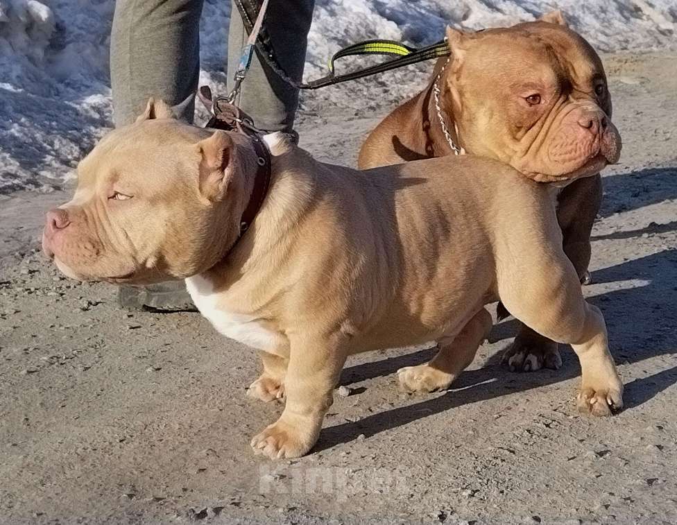 Собаки в Москве: Шикарный мальчик шоу класса Мальчик, 200 000 руб. - фото 3